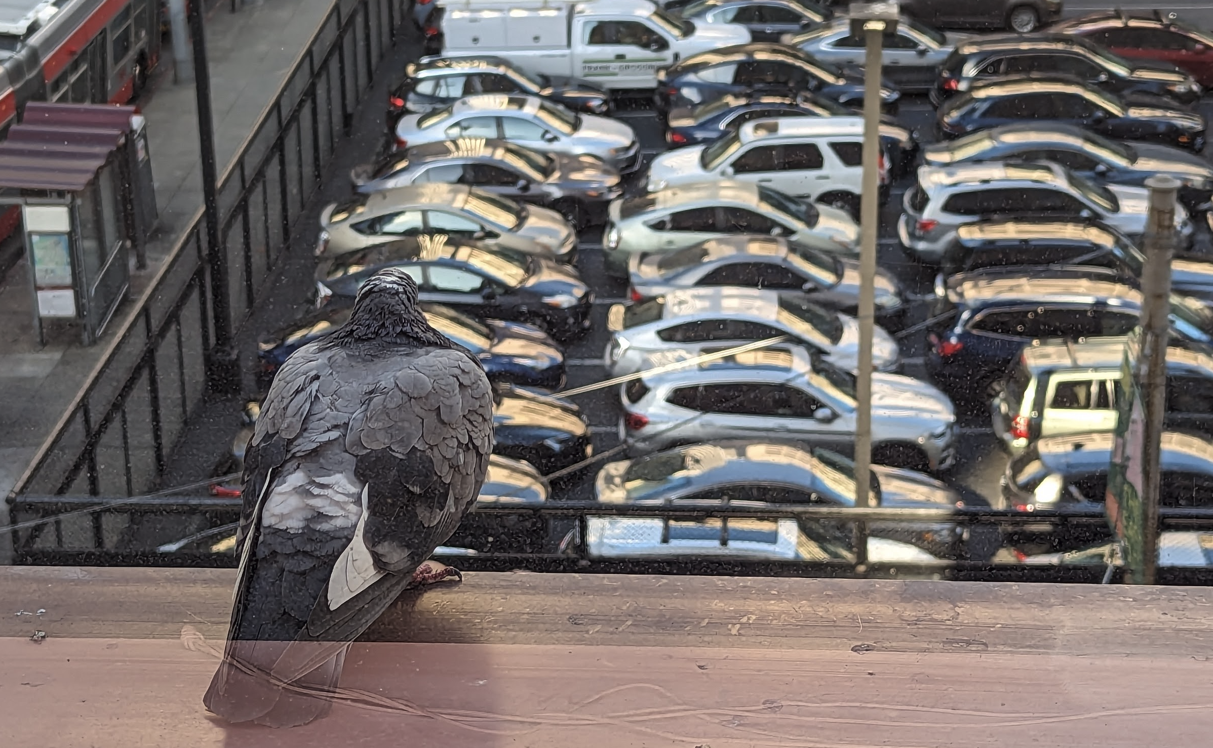 A bird pondering ground travel